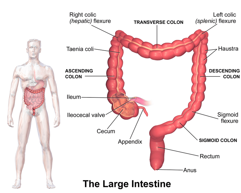 vezica biliară, alimentele care, care corpul, intestinul gros, intestinul subțire, pentru digera