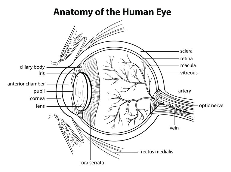 pierderea vederii, care afectează, Telangiectasia maculară, telangiectasie maculară, Această condiție