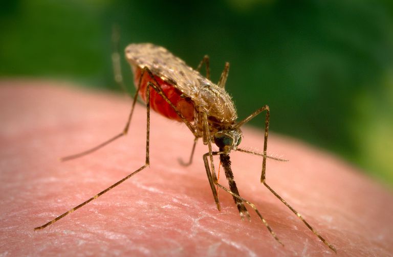 mușcăturile țânțari, Este posibil, mușcătură infectată, poate duce