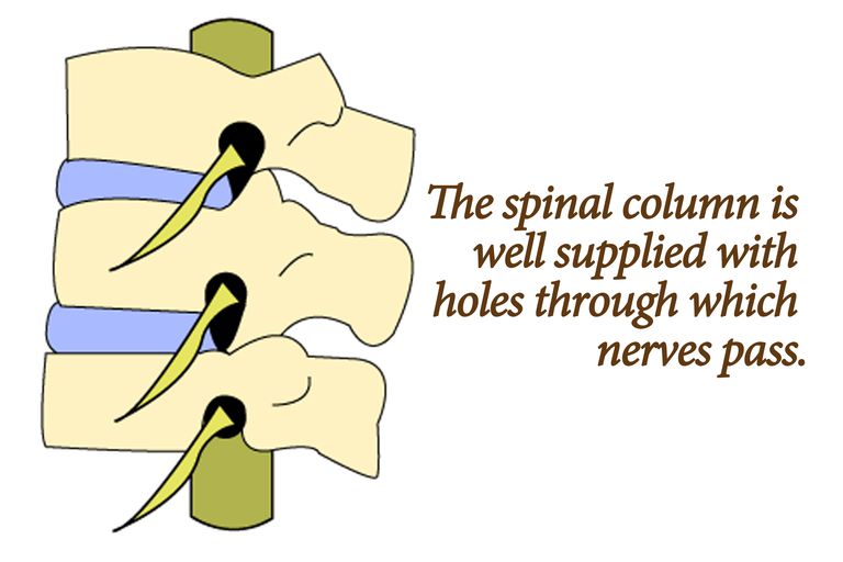 coloanei vertebrale, rădăcina nervului, măduva spinării, nervului spinal, rădăcina nervului spinal