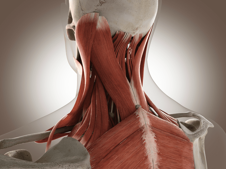 inserțiile musculare, burta musculară, care atașează, musculare atașează, origine inserție