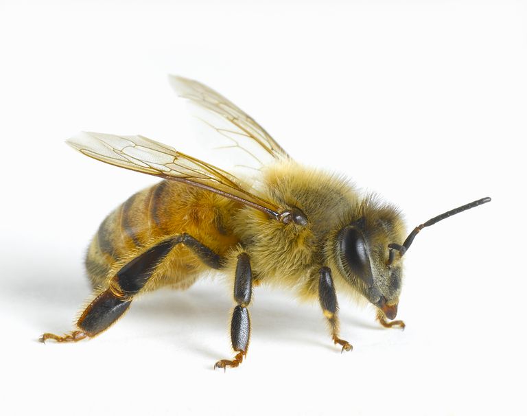 intepaturi albine, albine poate, intepaturi albine poate, poate ajuta, terapia intepaturi