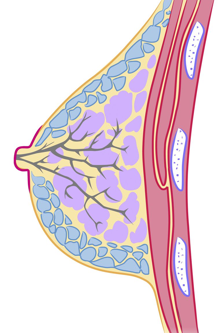 erupție cutanată, mamelonului este, suprafața areolei, alimentarea sânge, areola glandele