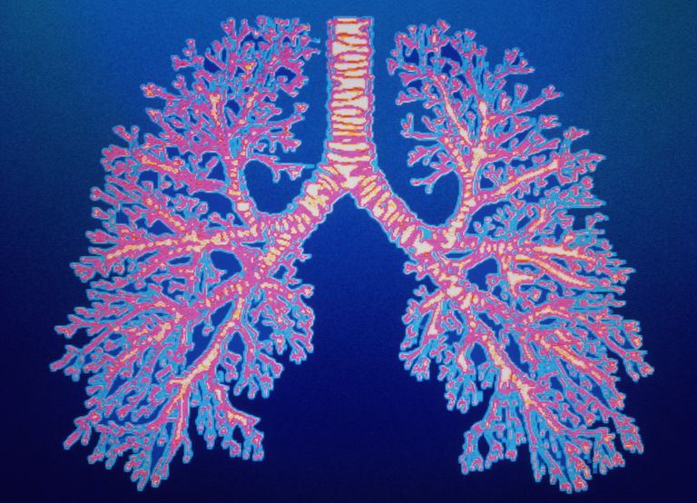 aerul ajunge, bronhioles care, etapă respirație, plămâni numește, respirație Când