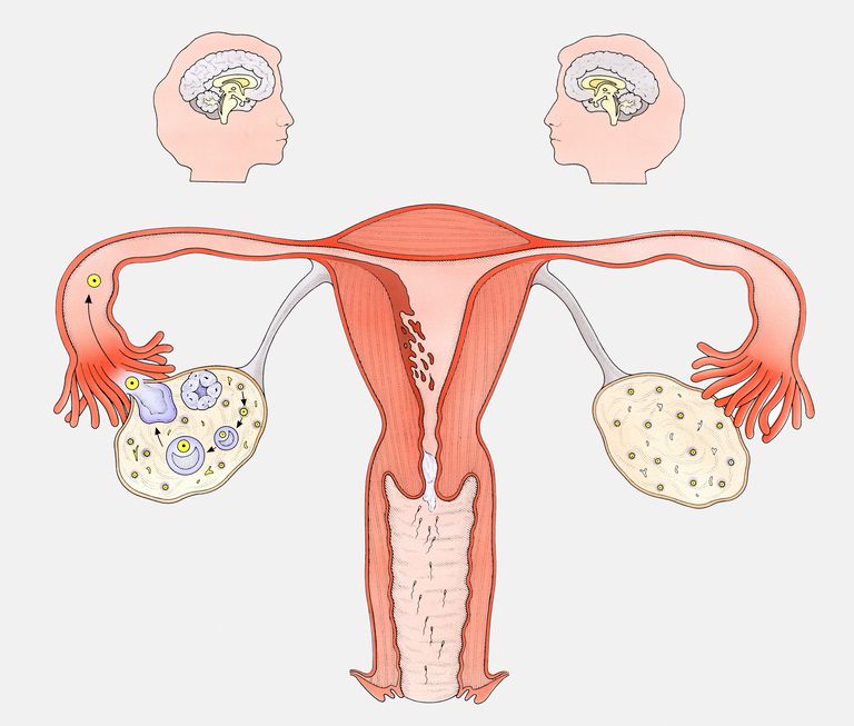 Progesteronul este, ciclului menstrual, corpus luteum, este hormonul, faza luteală, faza luteală ciclului