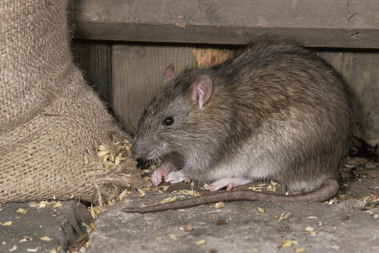 otravă șobolan, Acest lucru, care sunt, otravă șobolan utilizează, Poison Control