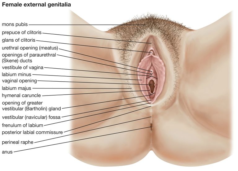 prin care, Vaginul este, care poate, colul uterin, colului uterin, excitației sexuale