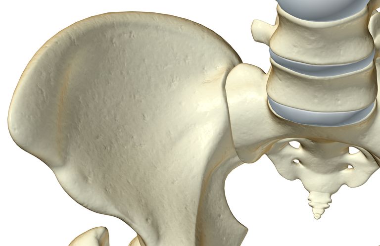 cele două, articulației sacroiliace, coloanei vertebrale, două oase, extremitatea inferioară