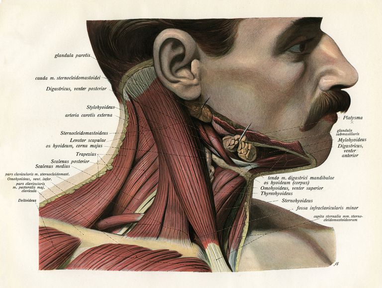 care este, procesul mastoid, spatele urechii, ambii mușchi