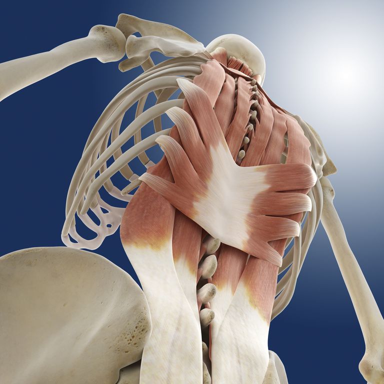 coloanei vertebrale, semispinalis cervicis, flexia laterală, acestui mușchi, alcătuiesc articulațiile, alcătuiesc articulațiile fațetului