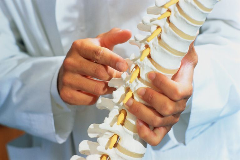 coloanei vertebrale, longitudinal anterior, este situat, ligamentul longitudinal, longitudinal posterior, partea față