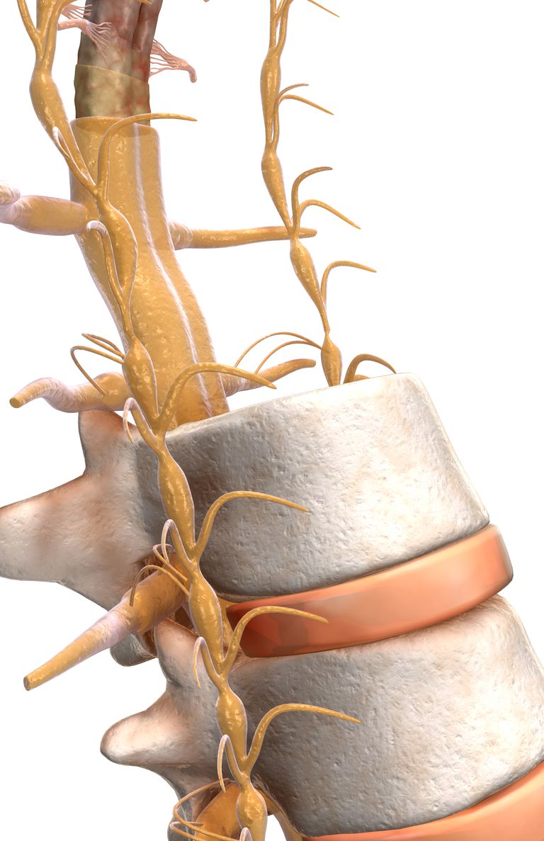 nervului spinal, rădăcină nervoasă, măduvei spinării, coloanei vertebrale, braț picior