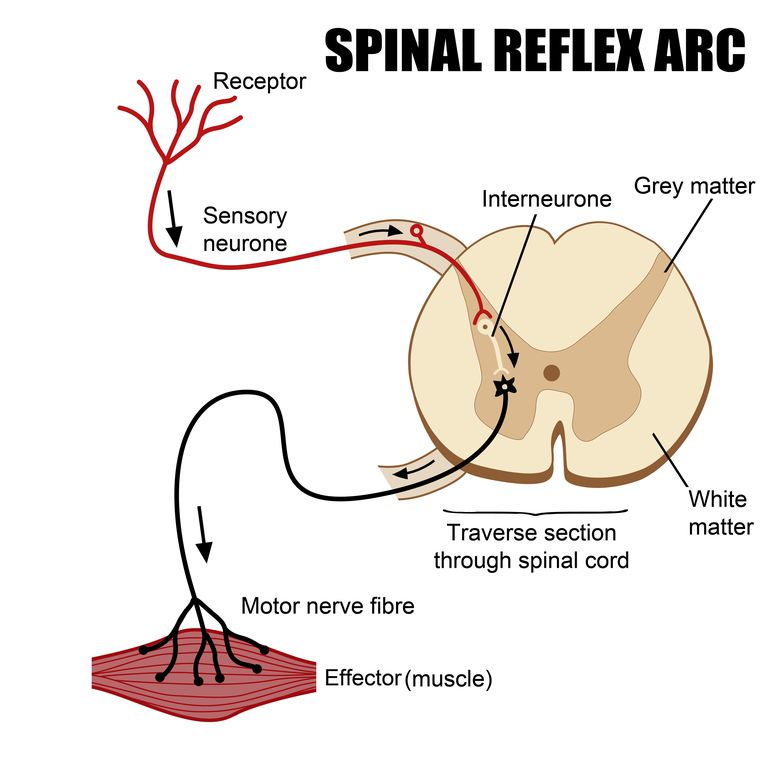 nervului spinal, rădăcină nervoasă, măduvei spinării, coloanei vertebrale, braț picior
