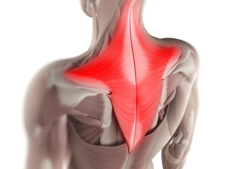 coloanei vertebrale, superficial este, este superficial, mușchi spate, rectus abdominus