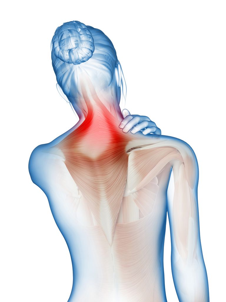 coloanei vertebrale, spate intrinseci, mușchilor spate, mușchilor spate intrinseci, superficial mușchilor