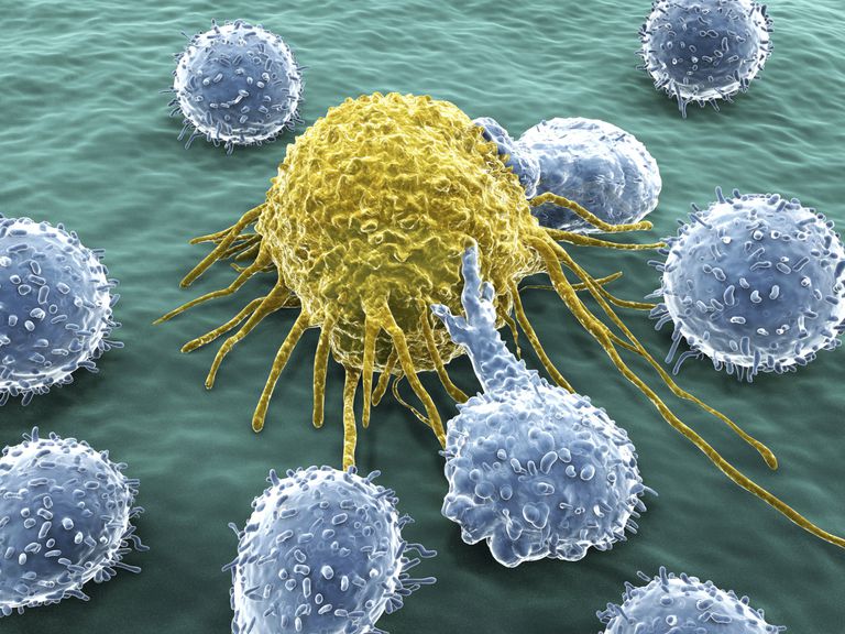 celulele canceroase, împotriva cancerului, măduva osoasă, sistemul imunitar, ucigașe naturale, albe sânge