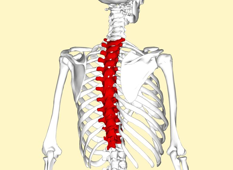 coloanei vertebrale, toracică coloanei, toracică coloanei vertebrale, toracice coloanei, toracice coloanei vertebrale, vertebră toracică