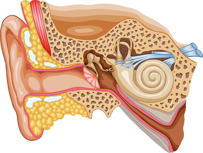 pierderea auzului, tinitus sever, Americană Tinitus, aproximativ milioane, Asociația Americană