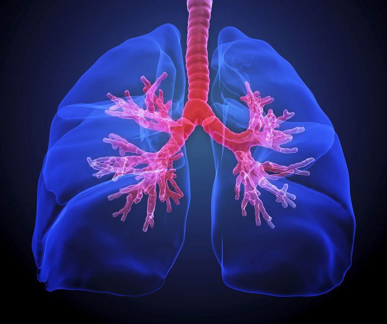 cavitatea nazală, este apoi, interiorul plămânilor, respirator inferior, sistemului respirator