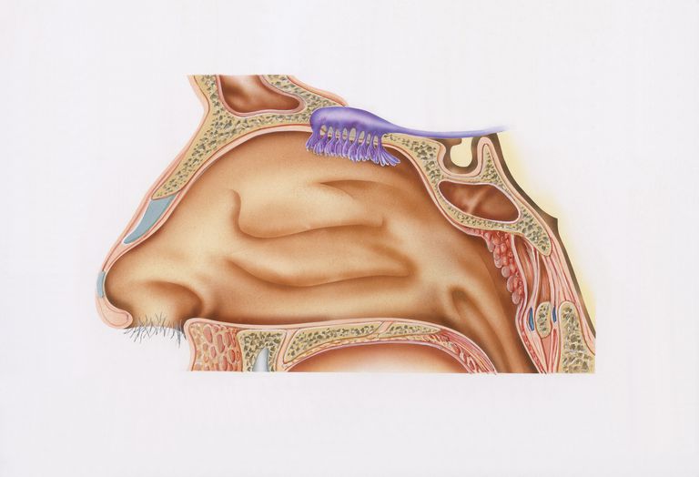 cavitatea nazală, este apoi, interiorul plămânilor, respirator inferior, sistemului respirator