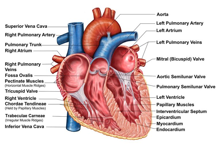 valvei aortice, aortică este, stenoză aortică, care avut, procedura TAVR