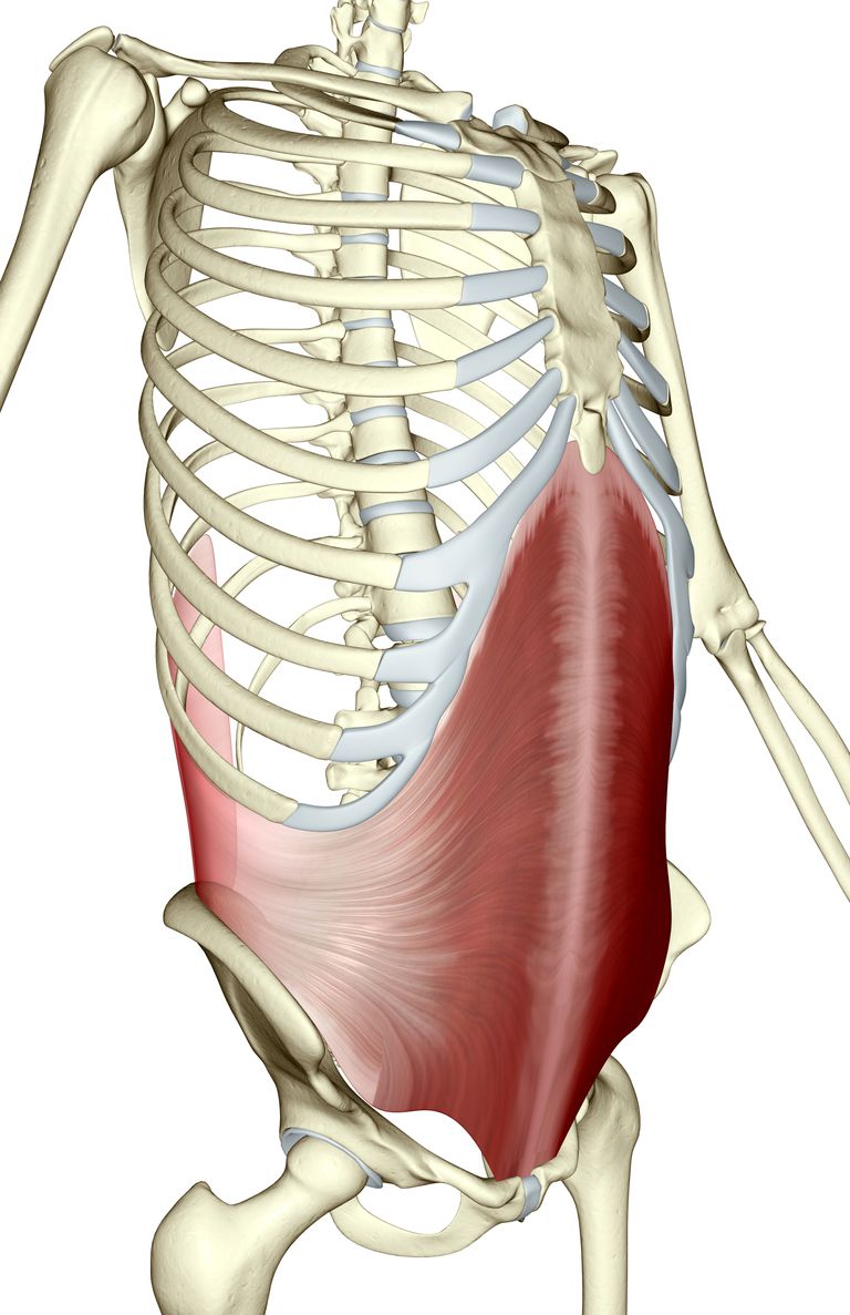 abdominal transversal, care este, mușchiul abdominal, mușchiul abdominal transversal, atunci când