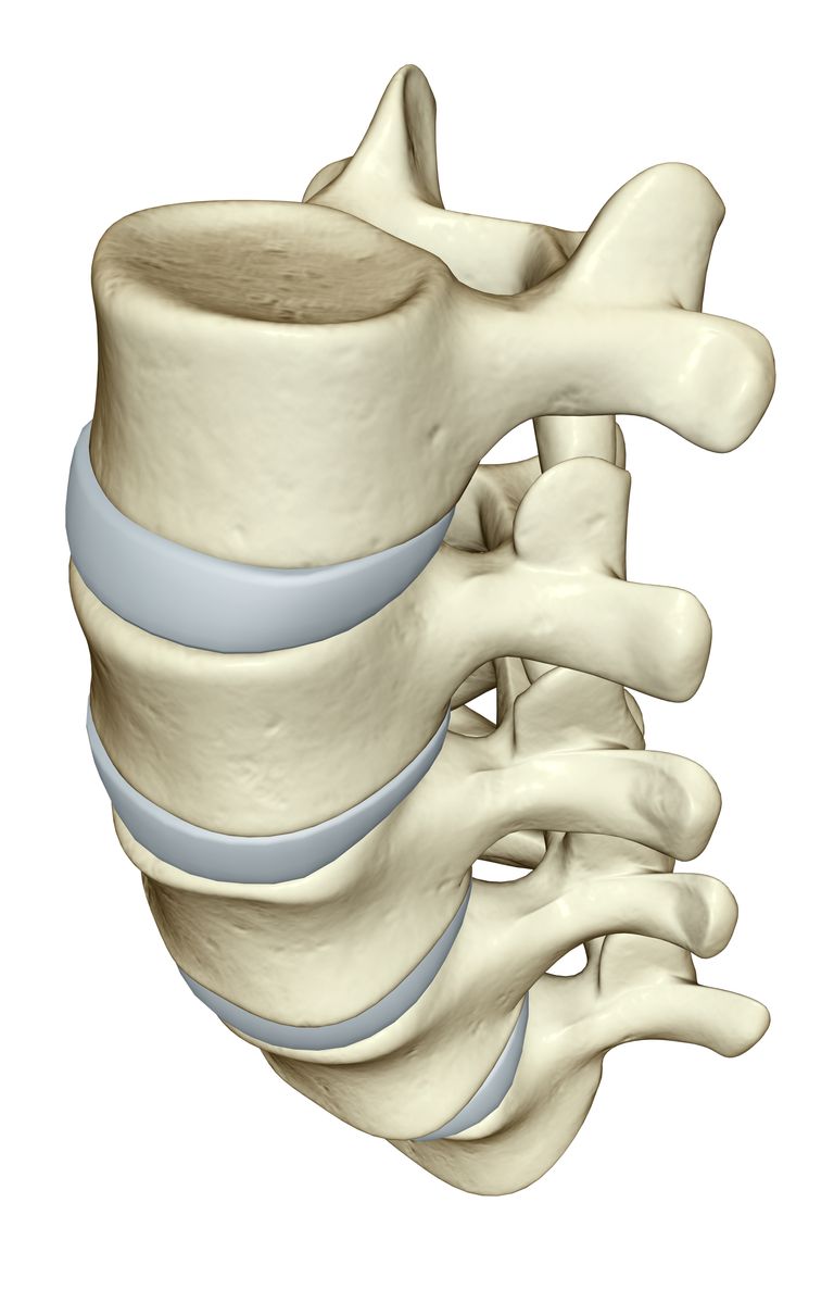 coloana vertebrală, care sunt, coloanei vertebrale, corpului vertebral, care poate
