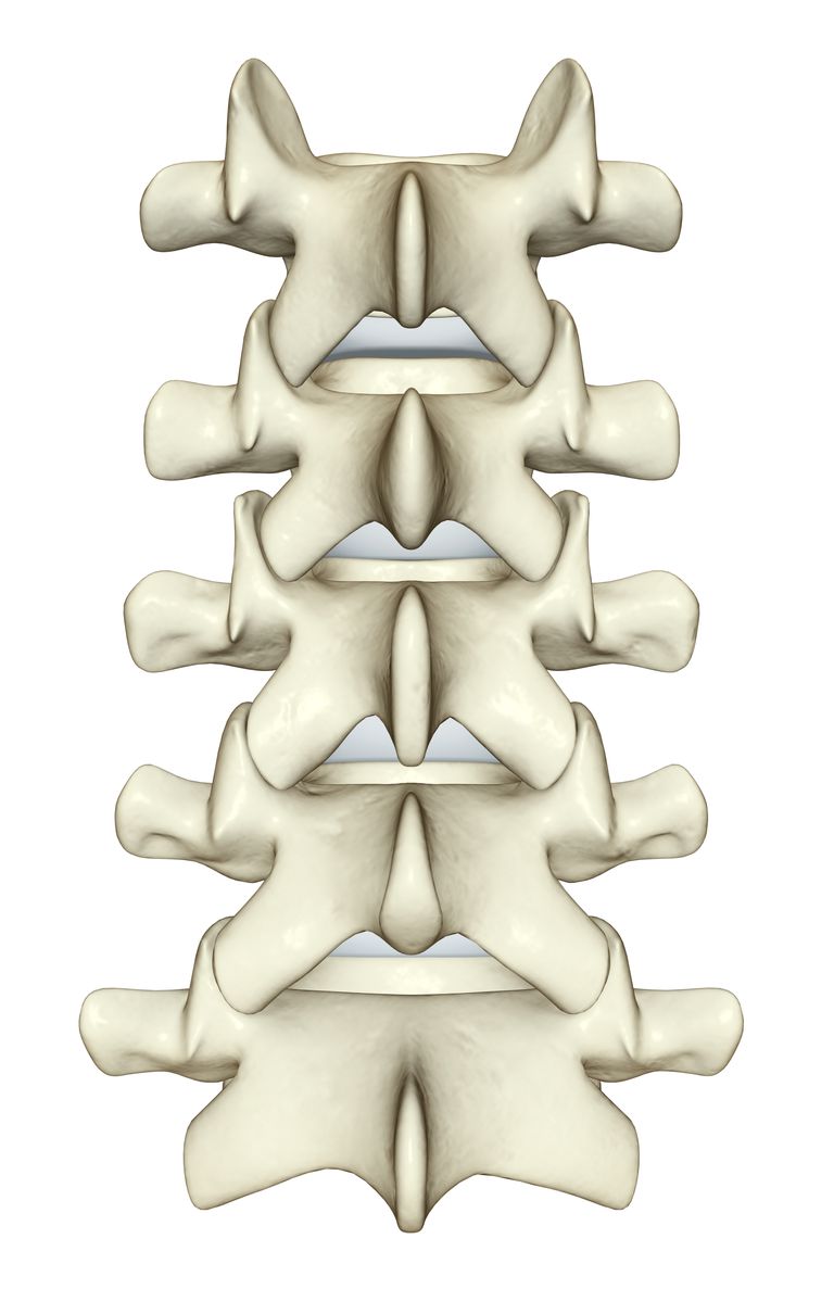 coloana vertebrală, care sunt, coloanei vertebrale, corpului vertebral, care poate