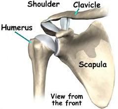 articulației umărului, fracturi umăr, humerusului proximal, bilă soclu, brațului humerus