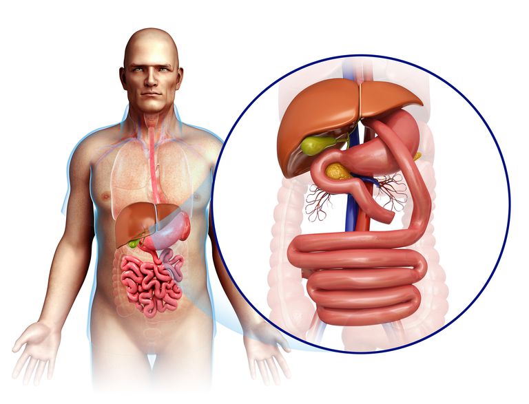 intestinului subțire, pierdere greutate, către organism, intervenție chirurgicală, intestinul subțire