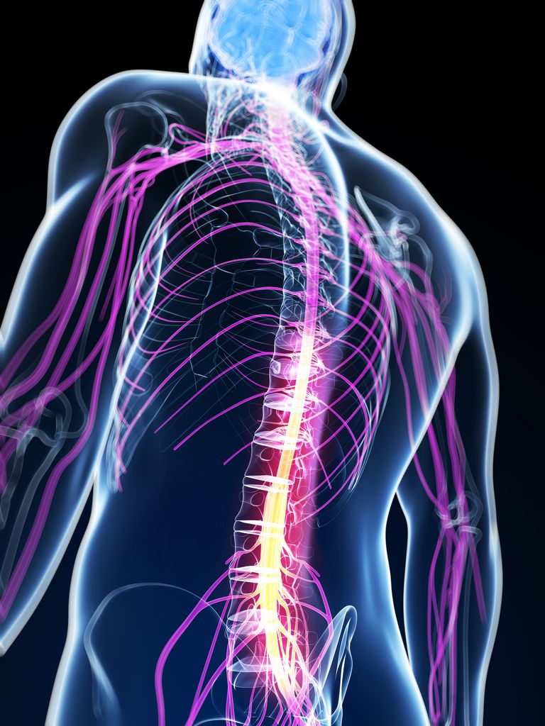 coloanei vertebrale, coloana vertebrală, avea dureri, care sunt, cazul care, Durere spate
