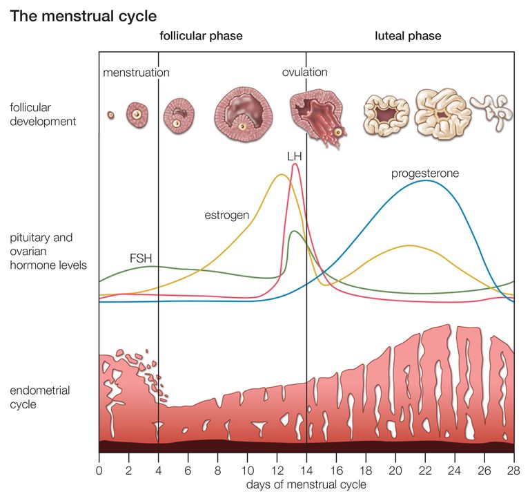 ciclului menstrual, faza menstruală, timpul ciclului, timpul ciclului menstrual
