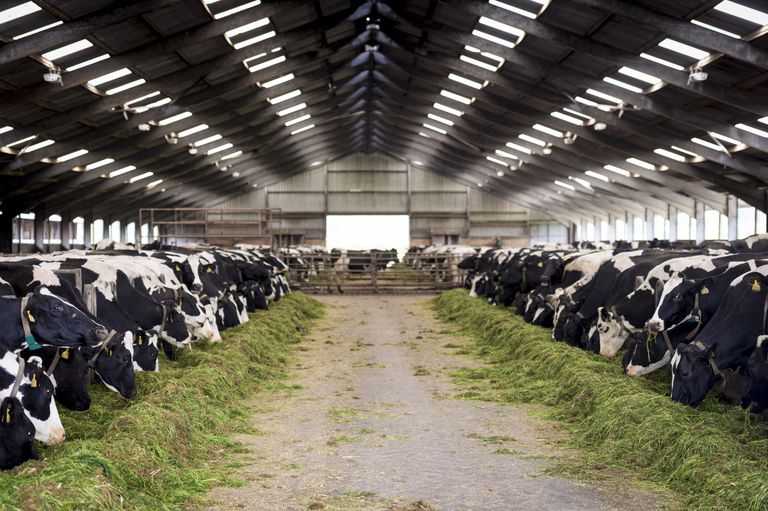 laptele vacă, produse lactate, care sunt, lactate nepasteurizate, poate provoca, produsele lactate