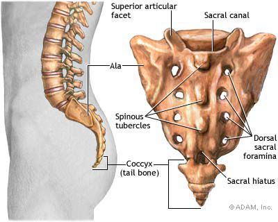 coloanei vertebrale, cinci oase, coloana vertebrală, L5-S1 este
