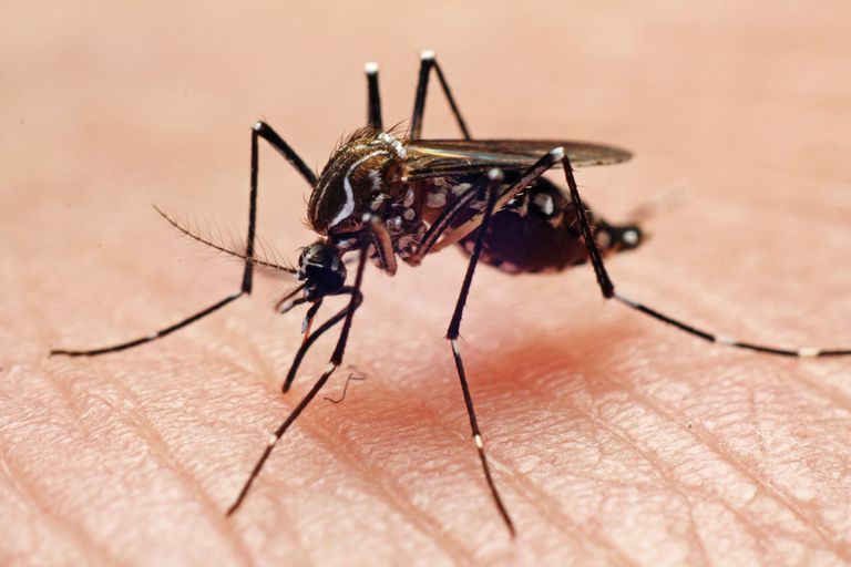 țânțari care, apărut focare, boală transmisă, boală transmisă țânțari
